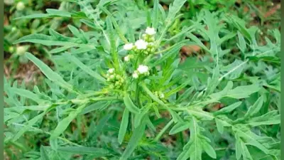 उत्तराखंड में खत्म होने की कगार पर हैं डेढ़ सौ से अधिक वनस्पति प्रजातियां