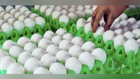 राष्ट्रीय औसत 95 के मुकाबले मात्र 25 अंडे सालाना खाते हैं बिहारी, जानें खपत के मुकाबले कितना होता है उत्पादन