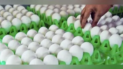 राष्ट्रीय औसत 95 के मुकाबले मात्र 25 अंडे सालाना खाते हैं बिहारी, जानें खपत के मुकाबले कितना होता है उत्पादन