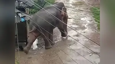 नेपाल के जंगली हाथी का भारत में आतंक, ग्रामीण घर छोड़कर भागे