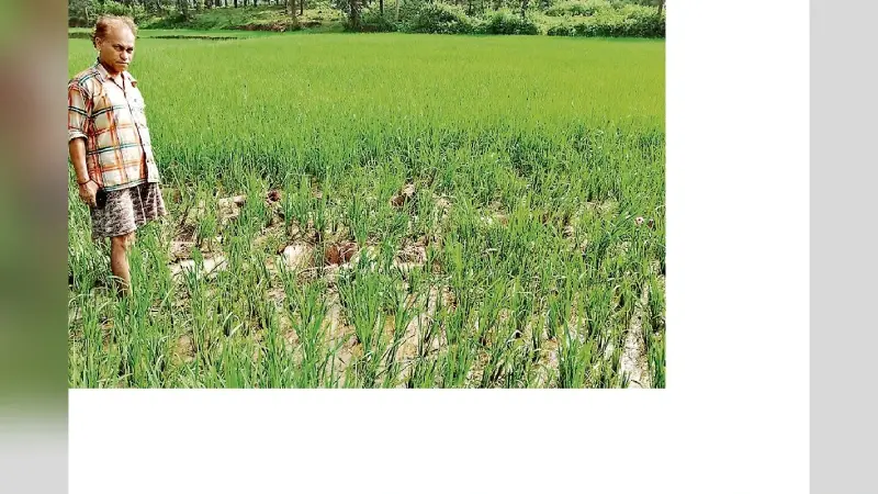 गुमला के श्रीनगर गांव में हाथियों ने धान की फसल बर्बाद की