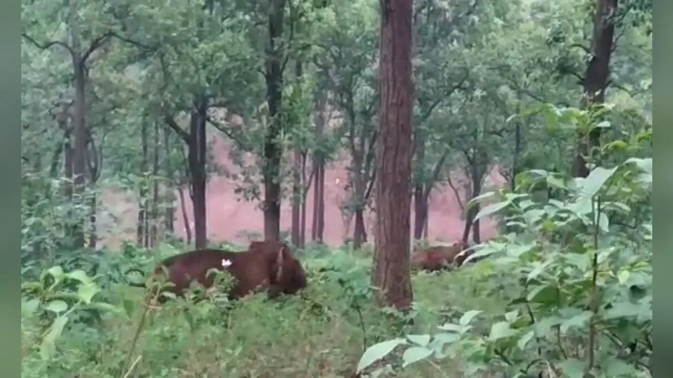 सारंडा में हाथियों के कोरिडोर नष्ट करने, उसके जीवन में रुकावट डालने तथा उन्हें हिंसक बनाने के लिए कौन है जिम्मेवार !
