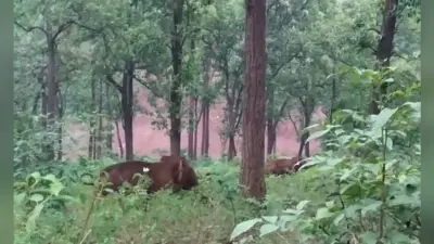 Jharkhand News : झारखंड में लाठी-डंडे व तीर-धनुष से वन विभाग की टीम पर हमला, 6 वनकर्मी घायल