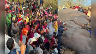 पूर्वी सिंहभूम में करंट लगने से हाथी की मौत, हजारों की संख्या में उमड़ी भीड़