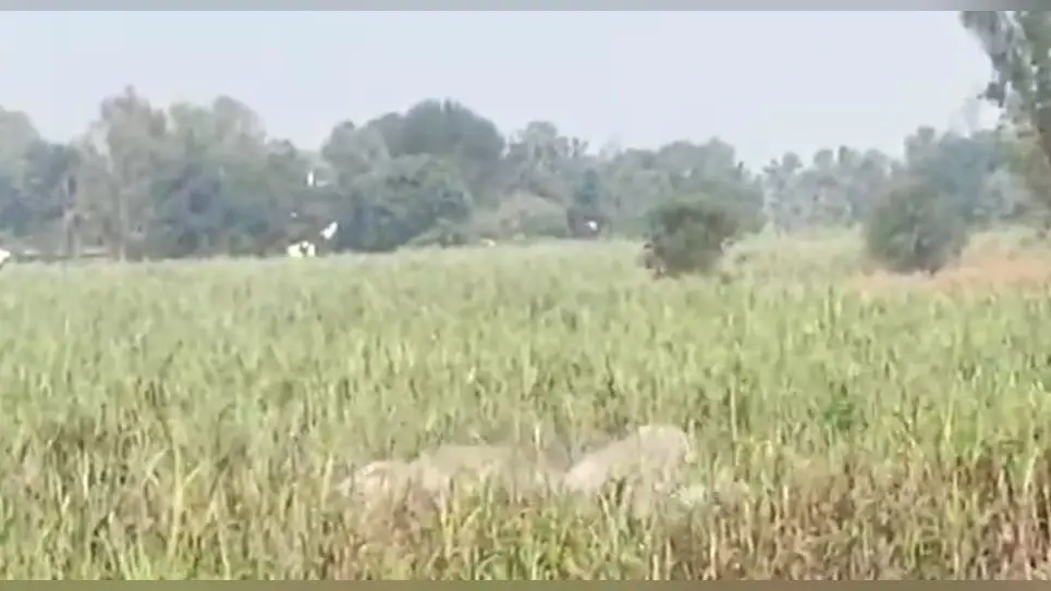 Pilibhit News: नेपाल से आए हाथियों ने पीलीभीत में मचाया तांडव, सैकड़ों एकड़ फसल बर्बाद