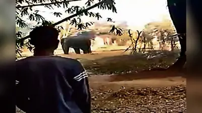 झारखंड में हाथियों का आतंक, लोहरदगा के बाद रांची में 4 को मार डाला, इलाके में धारा-144 लागू