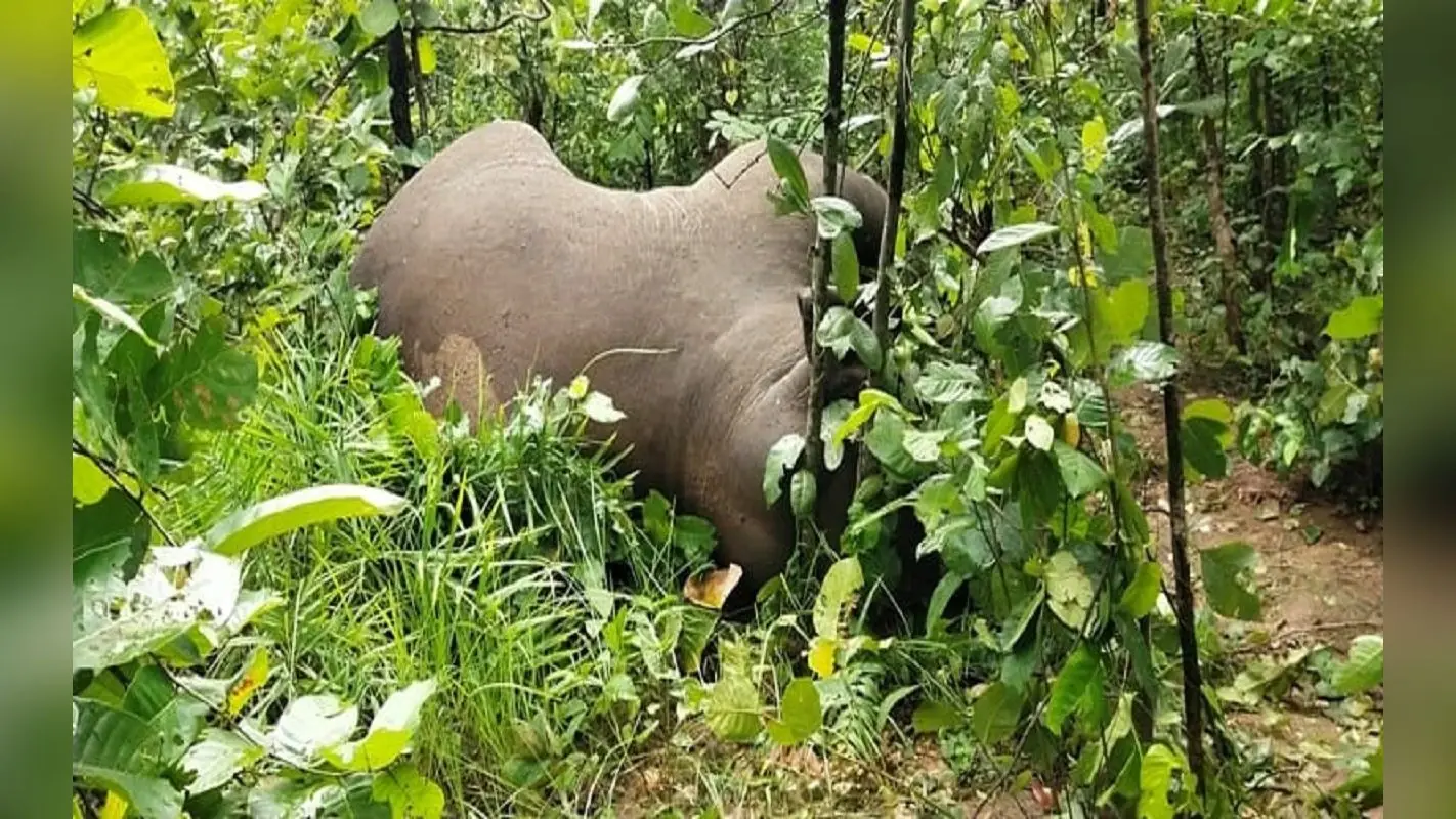 Jharkhand News: झारखंड में हाथी की मौत, वन विभाग के अफसरों के पहुंचने से पहले ही काटकर ले भागे दोनों दांत