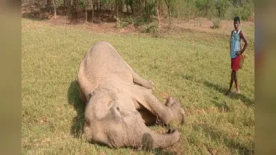 सरायकेला में बीमार हाथी की मौत, चिकित्सक कर रहे हैं पोस्टमार्टम की तैयारी