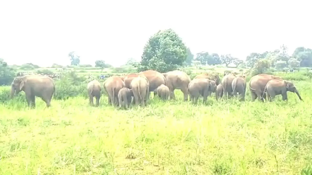 बिजली तार की चपेट में आने से गुमला के भरनो में हाथी की मौत, फसलों की सुरक्षा के लिए हुई घेराबंदी