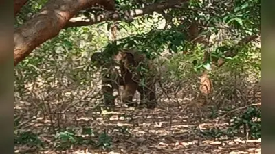 Bahraich: जंगली हाथियों के झुंड ने वृद्ध को कुचलकर मार डाला, एक महीने में दूसरी घटना से ग्रामीणों में दहशत…