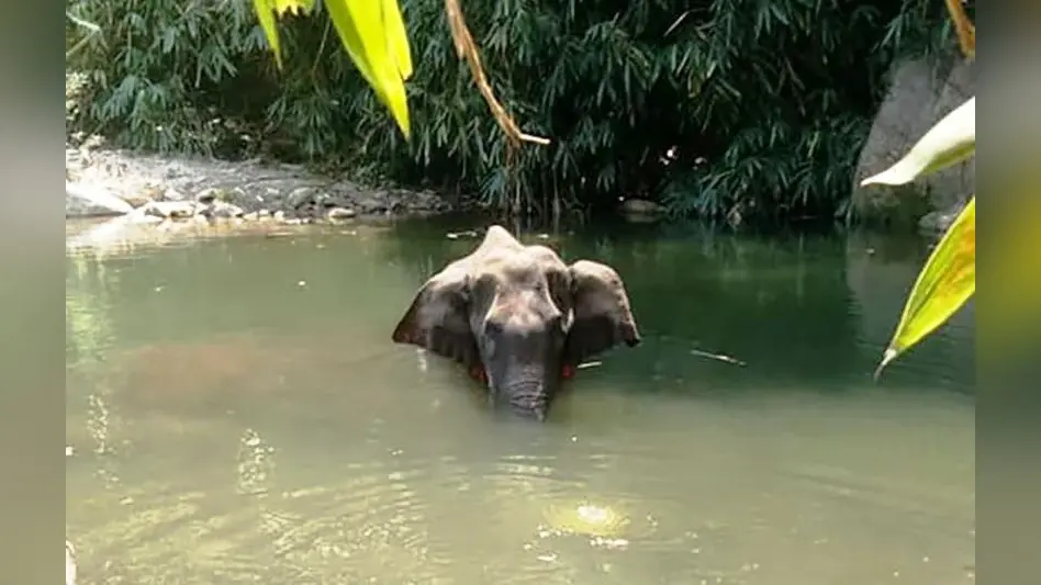 दहशत : भागो भागो…इटकी में हाथियों का खौफ ऐसा कि नाम सुन शव छोड़कर भागे लोग