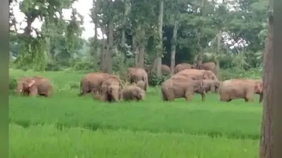 गढ़वा : जंगली हाथियों का उत्पात, बड़गड़ में फसलों को किया बर्बाद, लोगों में रोष