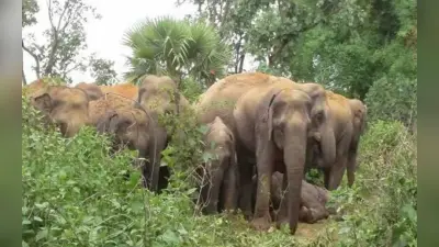 झारखंड में मध्याह्न भोजन का 5 क्विंटल चावल खा गये हाथी, बेरहवा जंगल से सटे गांवों में गजराज का उत्पात जारी