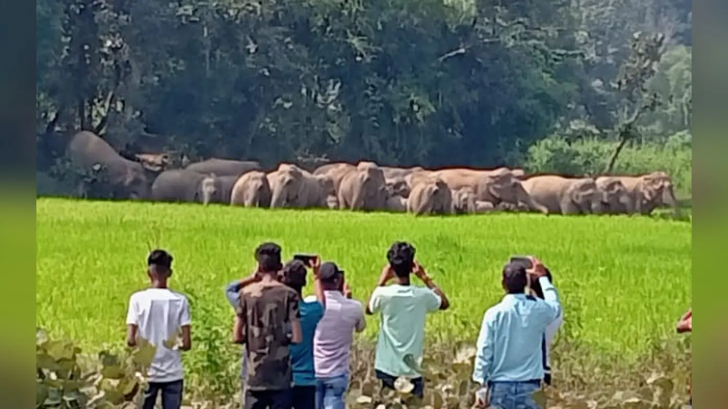 Jharkhand News: रामगढ़ के दुलमी क्षेत्र में 20 हाथियों का झुंड पहुंचा, धान की खड़ी फसल को रौंदा