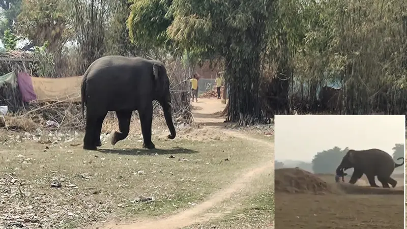 डुअर्स के मोराघाट चाय बागान में जंगली हाथी ने मचाया तांडव, श्रमिक आवासों को किया तहस-नहस