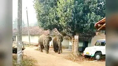 जंगली हाथियों ने दो घरों को क्षतिग्रस्त किया, अनाज को भी किया बर्बाद