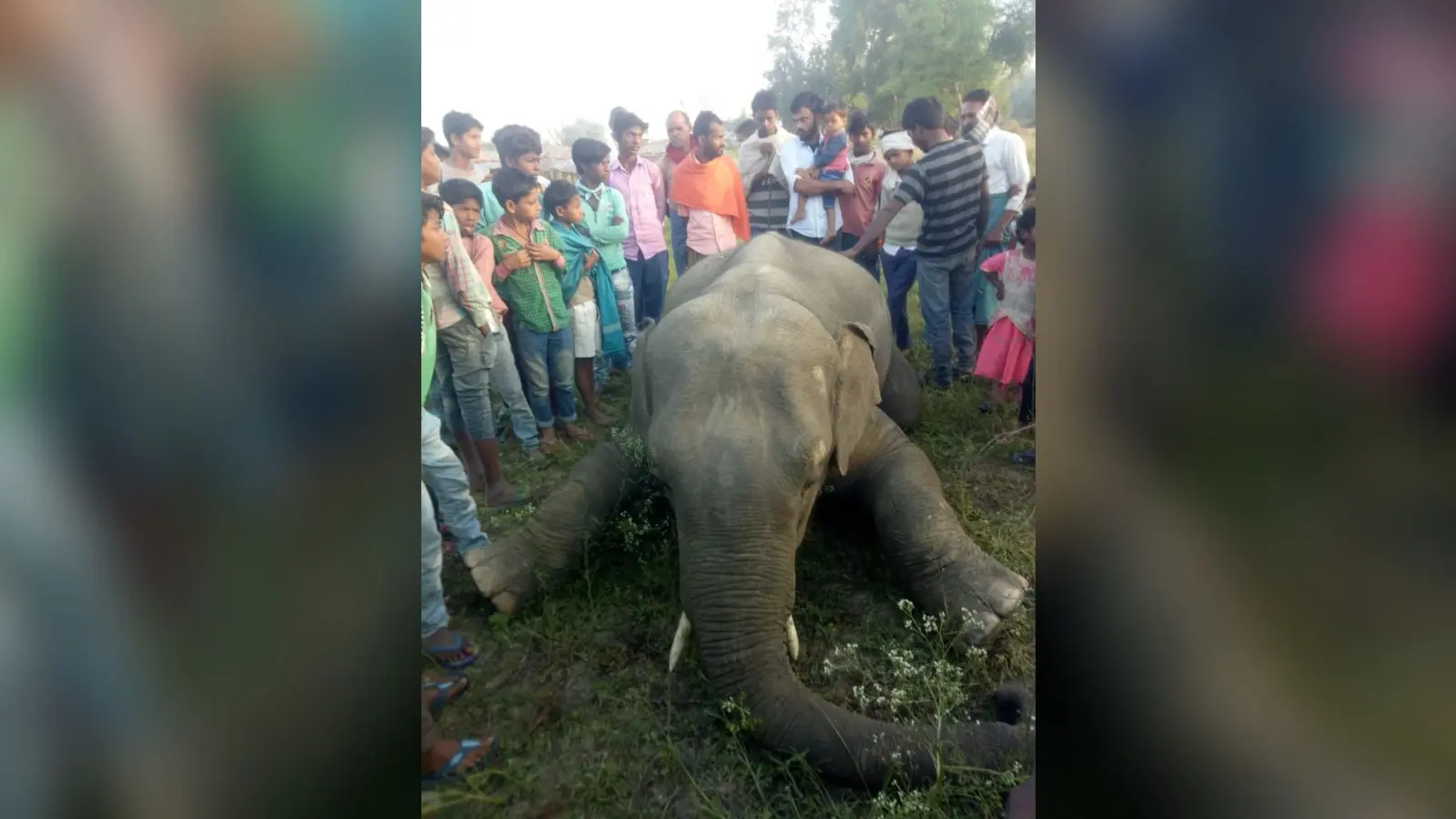 झारखंड में लॉकडाउन के दौरान करंट लगने से हाथी की मौत
