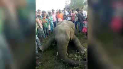 झारखंड में लॉकडाउन के दौरान करंट लगने से हाथी की मौत