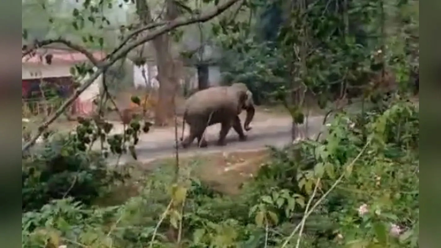 भोजन की तलाश में हर साल बंगाल से झारखंड आते 125 हाथी, इसके उत्पात से परेशान हैं लोग