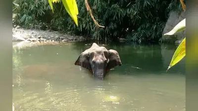 केरल में गर्भवती हथिनी की मौत मामले में एक आरोपी गिरफ्तार, पोस्टमॉर्टम रिपोर्ट में दर्दनाक खुलासा