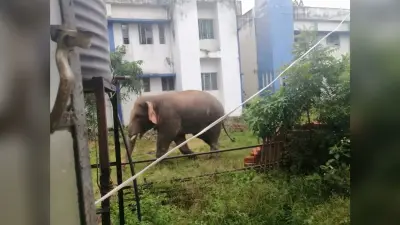 हाथियों का झुंड पहुंचा खरपोक, खेतों में लगे फसलों को रौंदा, खौफ में ग्रामीण