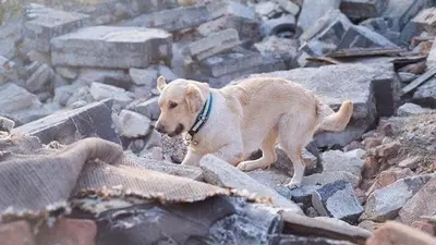 Turkey Earthquake: 34 घंटे बाद मलबे से जिंदा निकले 70 साल के बुजुर्ग, अब तक 46 लोगों की मौत