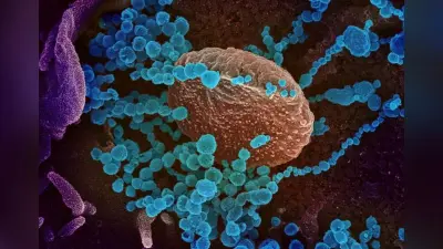दुनिया से कोरोना खत्म हुआ नहीं और अब आ गया Chapare Virus का खतरा, इबोला जैसे हैं लक्षण
