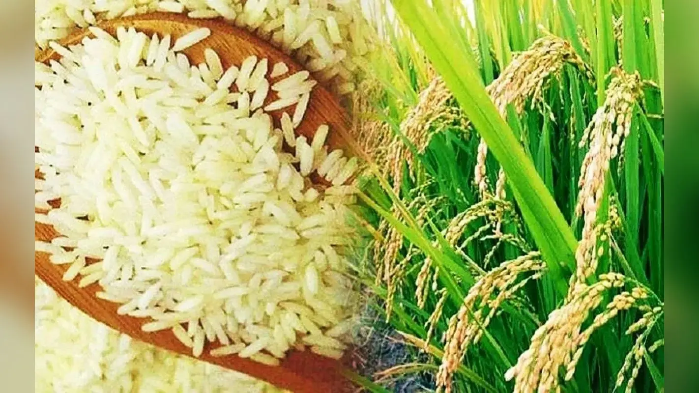 Rice Export Ban: सरकार ने चावल के निर्यात पर लगाया प्रतिबंध, कितना करेगा प्रभावित?