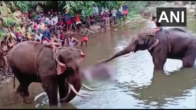 गर्भवती मादा हाथी को खिला दिया पटाखों से भरा अनानास, मुंह में फटा, मौत, FIR दर्ज