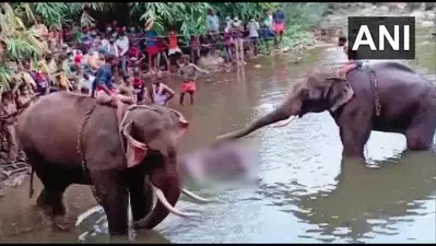 गर्भवती मादा हाथी को खिला दिया पटाखों से भरा अनानास, मुंह में फटा, मौत, FIR दर्ज