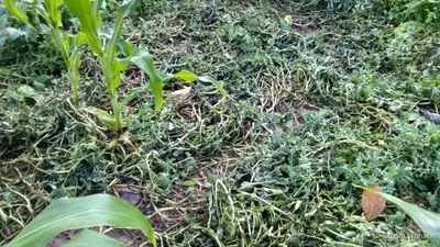 चने की फसल में दाना नहीं, किसान परेशान