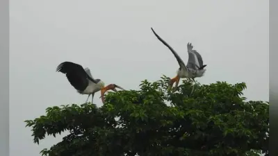 बिहार का एक दियारा, जिसने पक्षियों को शिकारियों से आजादी दिलाने की ठानी और अब मिलने वाला है विश्व की इस सूचि में तीसरा स्थान…