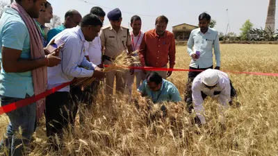 भोजपुर के जिलाधिकारी उत्पादकता जानने पहुंचे उदवंतनगर, खेत में जाकर खुद करने लगे गेंहू की कटाई