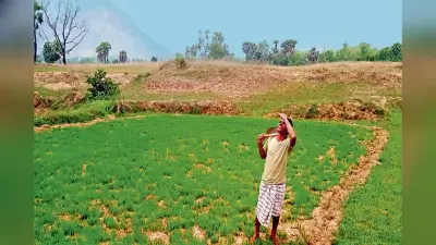 धनबाद में सामान्य से 63 फीसदी कम हुई बारिश, 80 फीसदी से अधिक बिचड़े जले, अब तक जीरो प्रतिशत धनरोपनी