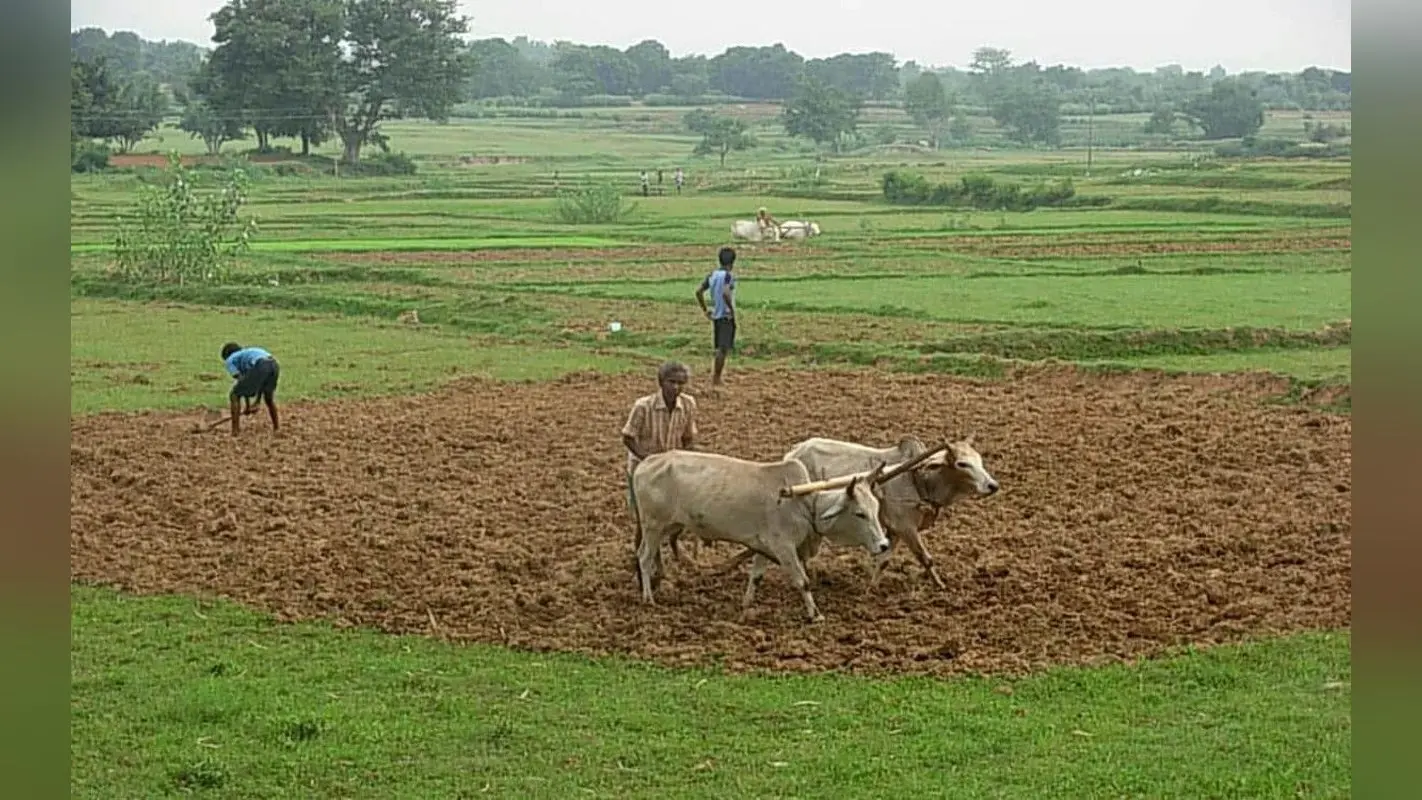 झारखंड : किसान कम अवधि वाले धान की सीधी करें बुआई, बेहतर होगा उत्पादन, बीएयू की अपील