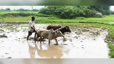 PM Kisan Yojana: परिवार के कितने लोग ले सकते हैं पीएम किसान योजना का लाभ, नये लाभुक ऐसे करें रजिस्ट्रेशन