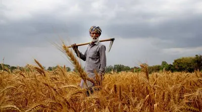 Bihar: धान की फसल हुई पीली, किसानों पर कब मेहरबान होगा मॉनसून? अन्नदाता टकटकी लगाये देख रहे आसमान