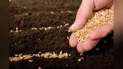 Farmer News: बिहार सरकार 2 रुपए में किसानों के घर पहुंचा रही है बीज, पूरे देश में मॉडल बना बिहार, जानें होम डिलीवरी से जुड़ी जानकारी…