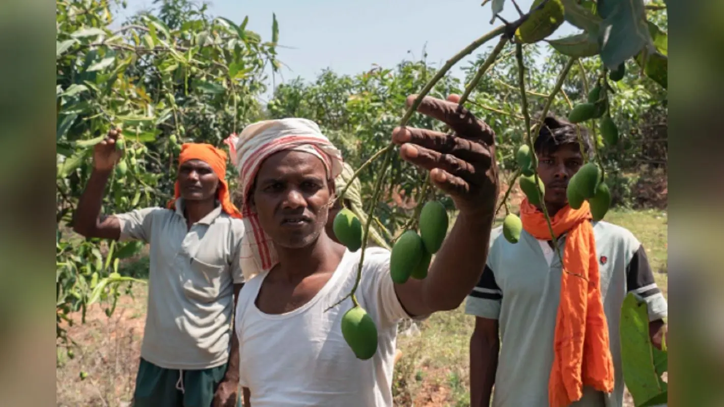 झारखंड के इन 9 किसानों ने बंजर भूमि में लगाये आम के पौधे, आज हो रही है अच्छी आमदनी
