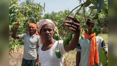 झारखंड के इन 9 किसानों ने बंजर भूमि में लगाये आम के पौधे, आज हो रही है अच्छी आमदनी