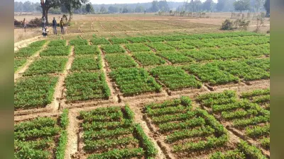 झारखंड का एक ऐसा गांव जहां खेतीबाड़ी ने पलायन पर लगायी रोक, जानें कैसे