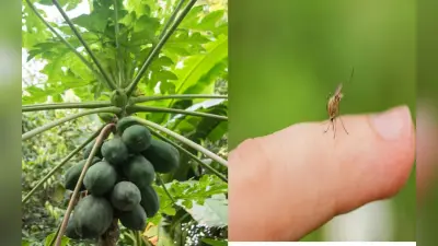 मानसून में डेंगू और मलेरिया का खतरा, ऐसे बढ़ाएं ब्लड प्लेटलेट्स