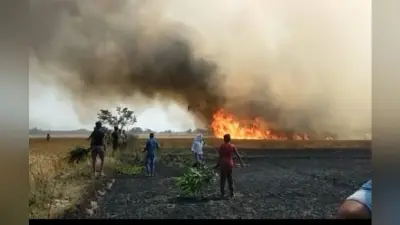 यूपी में बारिश के बाद आग तबाह कर रही फसलें, किसान बीमा लाभ के लिए ऐसे करें आवेदन, ये हैं महत्वपूर्ण नंबर