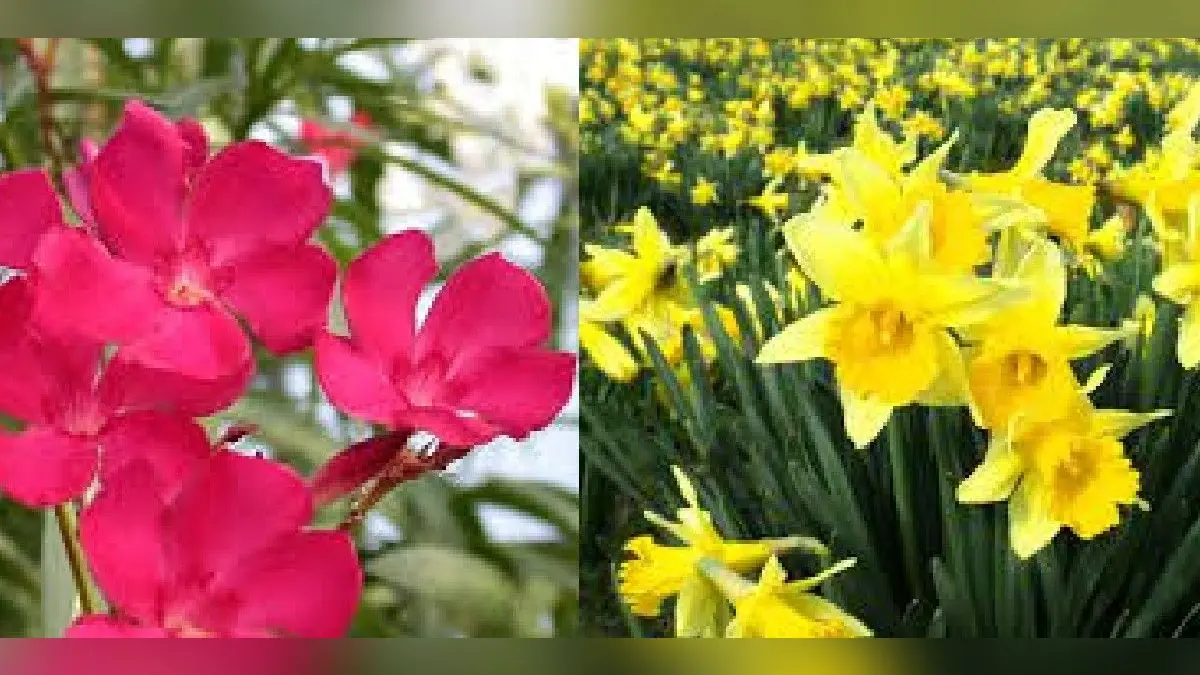 Poisonous Plants: बहुत जहरीले होते हैं ये फूल अपने गार्डेन में गलती से भी न लगाएं, जानें साइड इफेक्ट्स