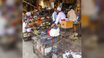 कोरोना : 100 में चार मुर्गियां, फिर भी खरीदार नहीं