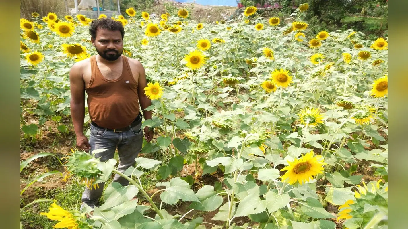 झारखंड : कम बारिश से पूर्वी सिंहभूम के किसान परेशान, सूर्यमुखी की खेती से धान की कर रहे भरपाई