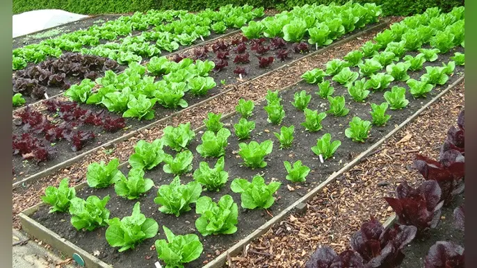 Gardening tips: आपके पौधों के पत्ते भी पड़ गए हैं पीले? ऐसे करें इन टिप्स से सर्दियों में देखभाल