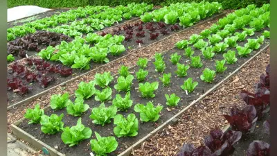 Gardening tips: आपके पौधों के पत्ते भी पड़ गए हैं पीले? ऐसे करें इन टिप्स से सर्दियों में देखभाल