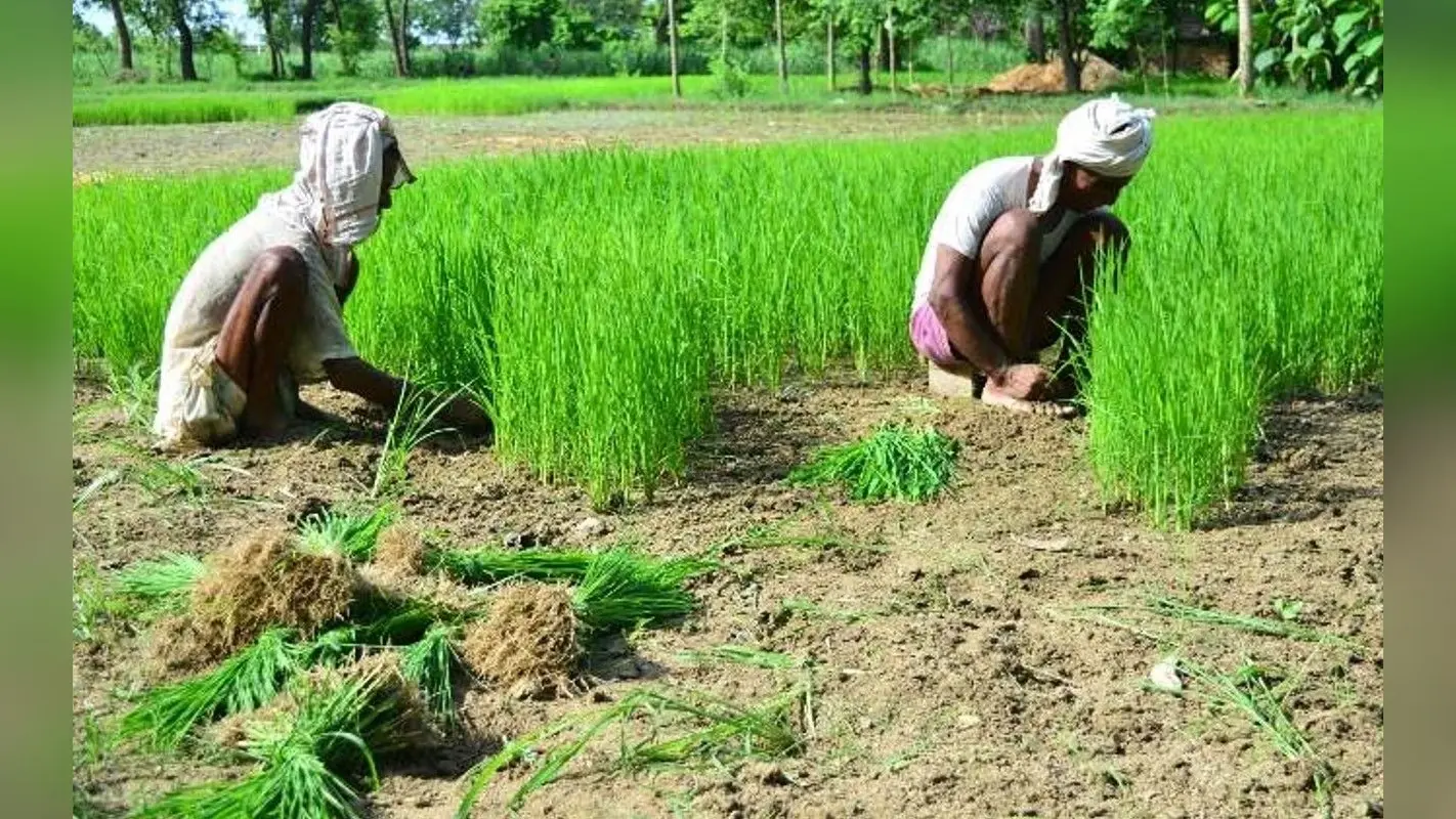 Jharkhand News: कर्ज लेकर फंस गये श्री बंशीधर नगर के किसान, अब कर रहे दलहन, ज्वार व बाजरे की खेती