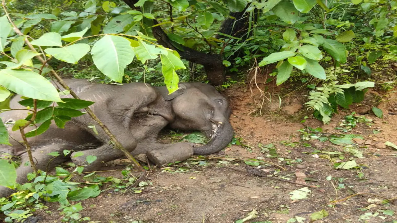 झारखंड के Palamu Tiger Reserve के फुलहर जंगल में हाथी की मौत, घटना स्थल पर मीडियाकर्मियों की नो एंट्री